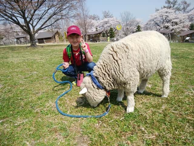 羊を散歩させている子供