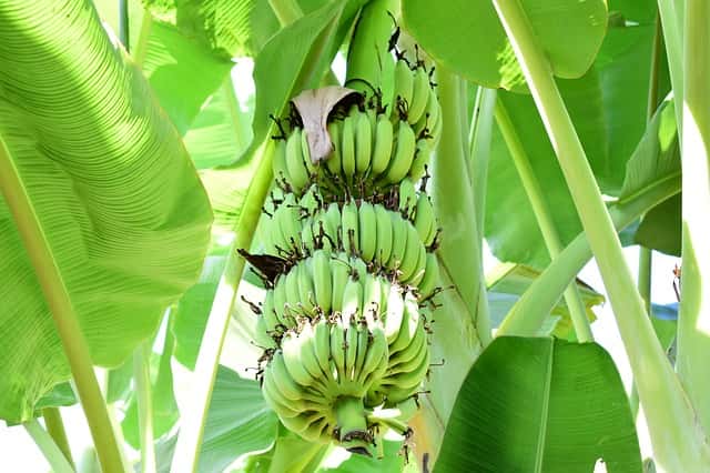 観葉植物にもおすすめ 家庭で収穫できるバナナの育て方 農業 ガーデニング 園芸 家庭菜園マガジン Agri Pick