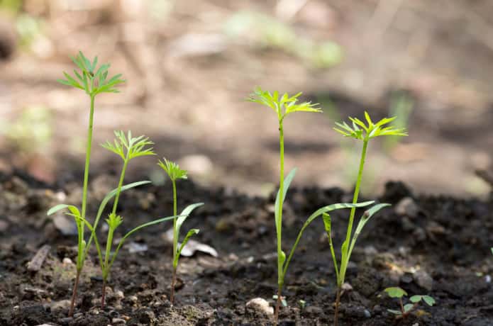 ニンジン栽培は発芽が7割 無農薬 無除草でも夏まきが成功する5つの秘訣 農業 ガーデニング 園芸 家庭菜園マガジン Agri Pick