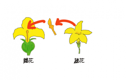 人口授粉