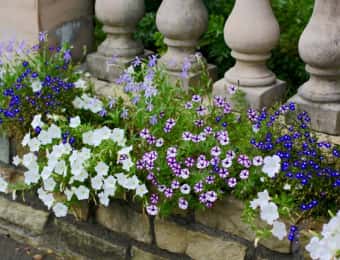 縁石に咲く色とりどりの花