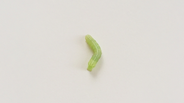 青虫の様子
