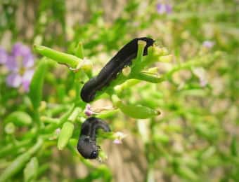 カブラハバチの幼虫