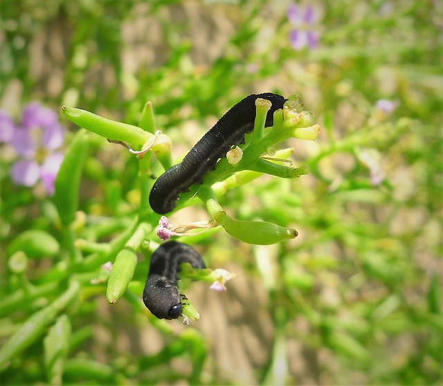 カブラハバチ類を駆除 防除する方法 農業 ガーデニング 園芸 家庭菜園マガジン Agri Pick