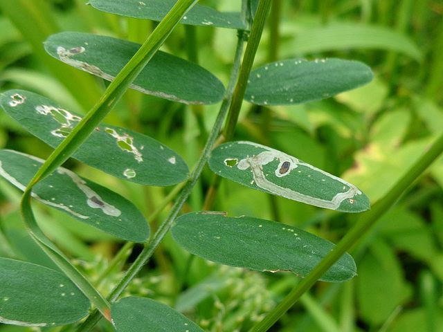 ハモグリバエ類に食害された植物の葉