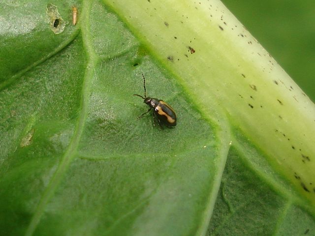 キスジノミハムシを駆除 防除する方法 農業 ガーデニング 園芸 家庭菜園マガジン Agri Pick