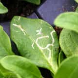 ハモグリバエに食害された植物の葉