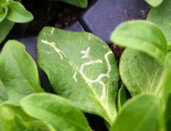 ハモグリバエに食害された植物の葉