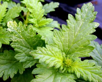 ハモグリバエ類に食害されたキク科植物の葉