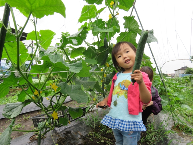 キュウリを収穫する子ども