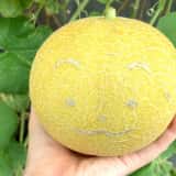 ころたん、収穫