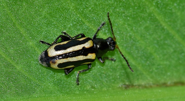 キスジノミハムシを駆除 防除する方法 農業 ガーデニング 園芸 家庭菜園マガジン Agri Pick