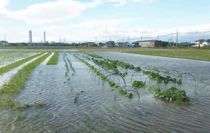 台風、農作物、被害