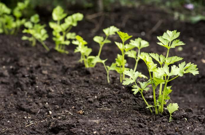 セロリの育て方 家庭でもできる栽培のポイントを解説 農業 ガーデニング 園芸 家庭菜園マガジン Agri Pick