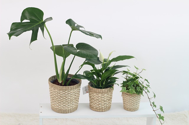 観葉植物3種