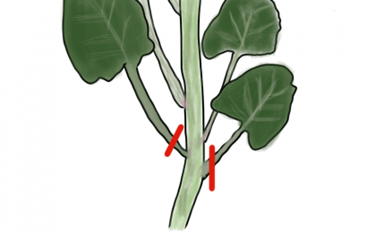 芽キャベツの脇芽を摘葉する図