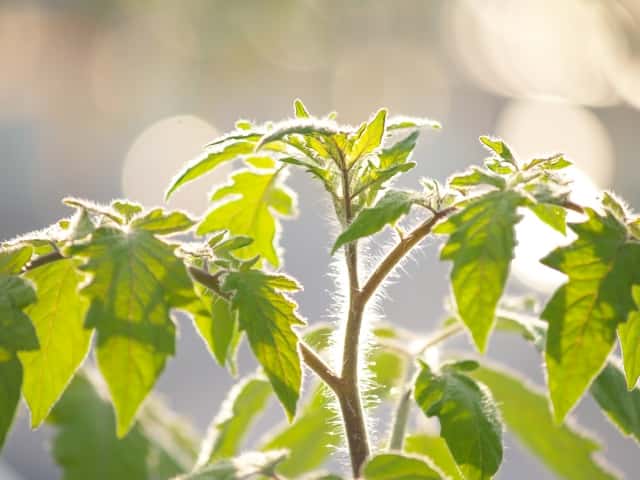 トマト　芽