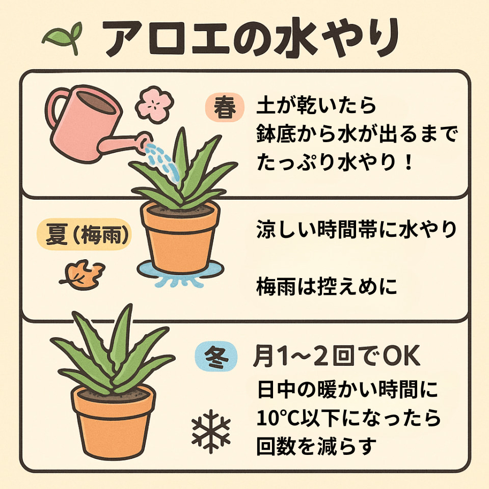 アロエの水やり