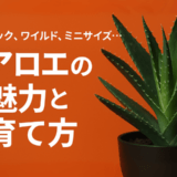 アロエの魅力と育て方