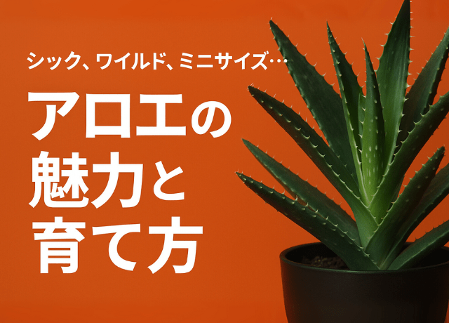 シック、ワイルド、ミニサイズ…アロエの魅力と育て方｜初心者でも育て