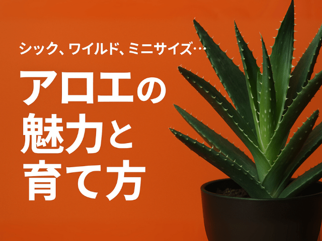 アロエの魅力と育て方