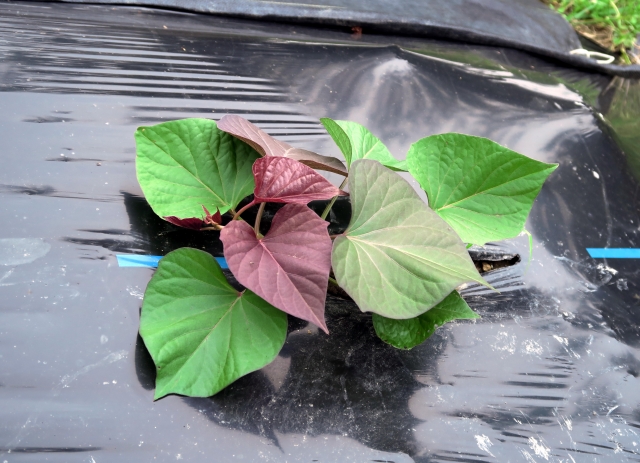 サツマイモ植え付け