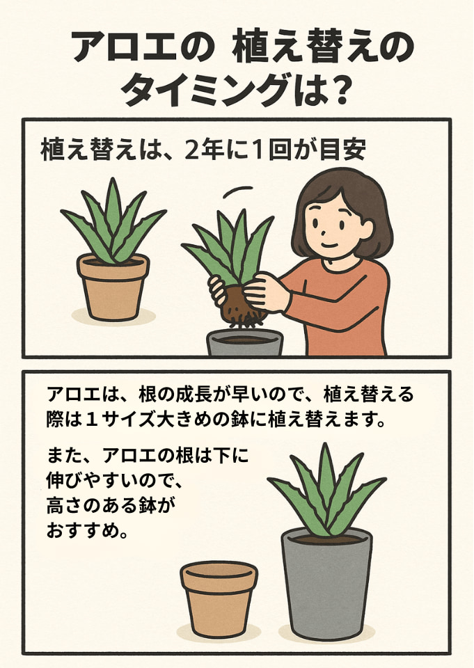 アロエの植え替えのタイミング