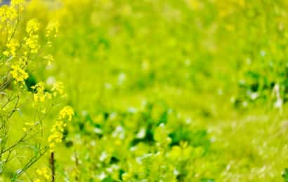 花が咲いて高く生長したのらぼう菜