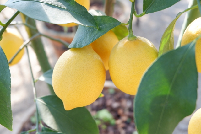 レモンを鉢植えで育てよう 冬の管理 大きくならない剪定方法は 農業 ガーデニング 園芸 家庭菜園マガジン Agri Pick