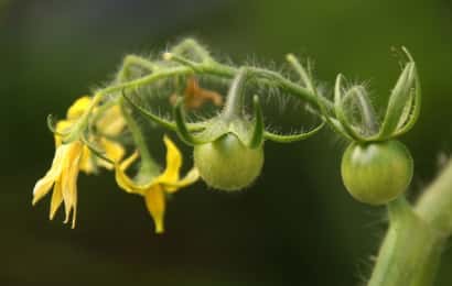 トマト　花