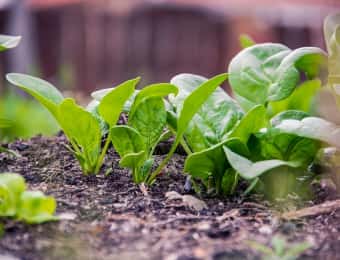 ホウレンソウ栽培