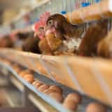養鶏場のニワトリ
