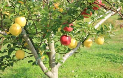 メリットいっぱい 果樹の接ぎ木の方法 コツを徹底解説 農業 ガーデニング 園芸 家庭菜園マガジン Agri Pick