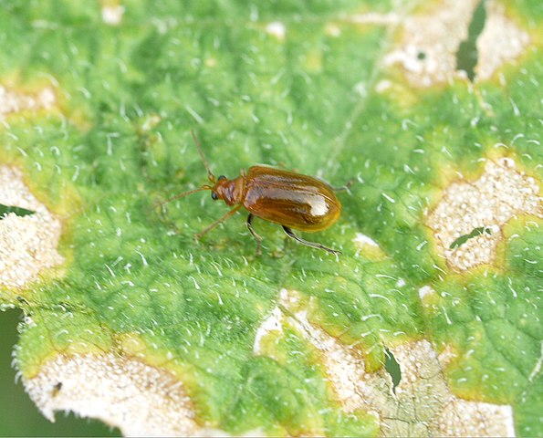 農業害虫ウリハムシを防除 駆除する方法 農業 ガーデニング 園芸 家庭菜園マガジン Agri Pick