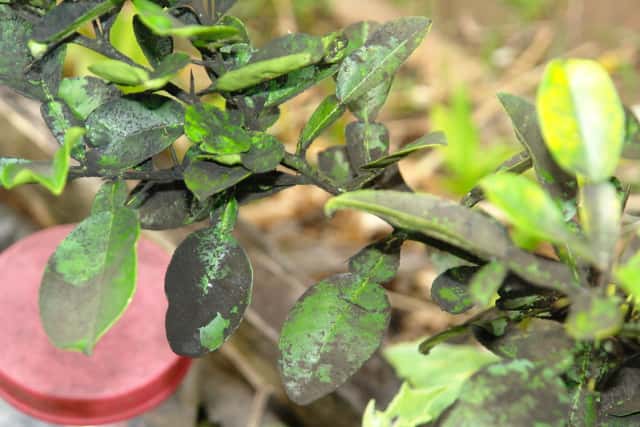 すす病の原因と対策 防除方法と使用薬剤 農薬 農業 ガーデニング 園芸 家庭菜園マガジン Agri Pick