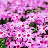 芝桜