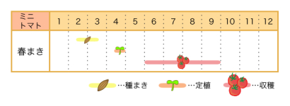 ミニトマトの育て方 秋までたくさん収穫できる わき芽かきや栽培方法を伝授 農業 ガーデニング 園芸 家庭菜園マガジン Agri Pick