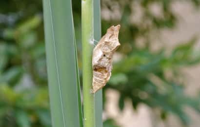 キアゲハ 幼虫 を防除する方法 農業 ガーデニング 園芸 家庭菜園マガジン Agri Pick