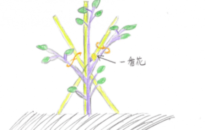 3本したて