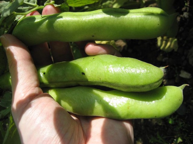 ソラマメ 基本の育て方と本格的な栽培のコツ 農業 ガーデニング 園芸 家庭菜園マガジン Agri Pick