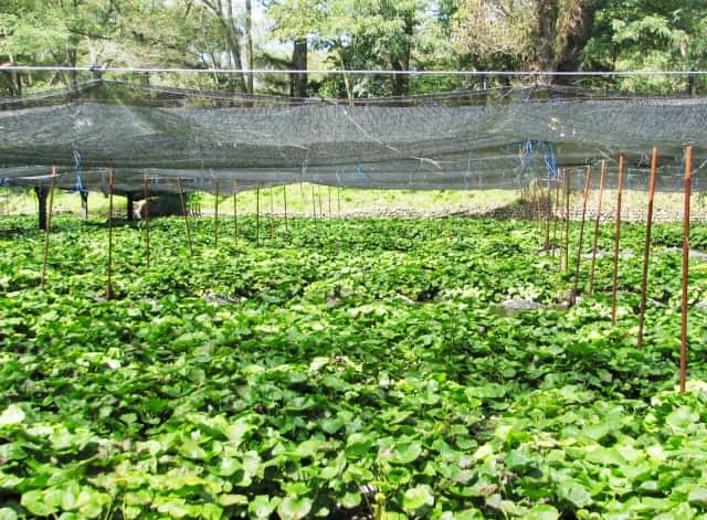 黒と白では効果が違う 寒冷紗 かんれいしゃ の効果的な使い方 農業 ガーデニング 園芸 家庭菜園マガジン Agri Pick