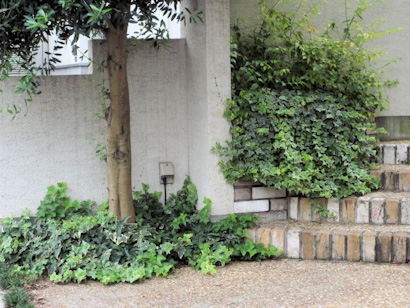 育てやすい おしゃれなつる性植物アイビー ヘデラ の育て方 農業 ガーデニング 園芸 家庭菜園マガジン Agri Pick