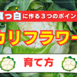 カリフラワーの栽培方法｜家庭菜園のプロが失敗しない育て方とコツを伝授！おすすめ品種や真っ白に育てる方法は…？
