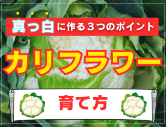 カリフラワーの栽培方法｜家庭菜園のプロが失敗しない育て方とコツを伝授！おすすめ品種や真っ白に育てる方法は…？