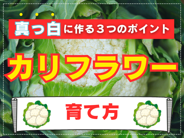 カリフラワーの栽培方法｜家庭菜園のプロが失敗しない育て方とコツを伝授！おすすめ品種や真っ白に育てる方法は…？