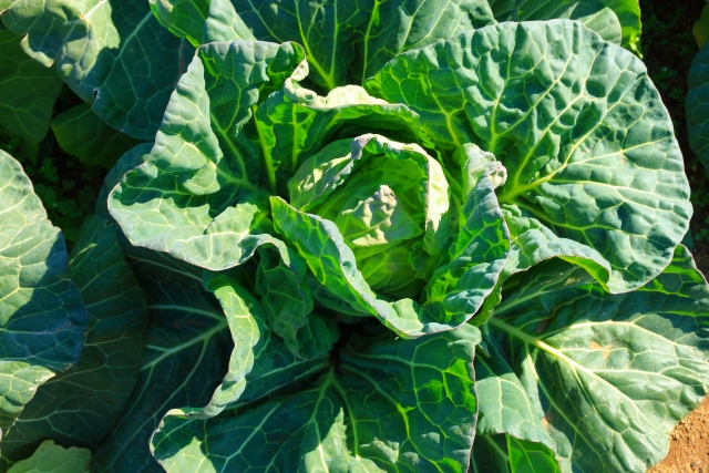 冬こそすべき家庭菜園のメンテナンス 植えられる野菜や土づくりを知ろう 農業 ガーデニング 園芸 家庭菜園マガジン Agri Pick