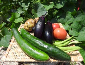 採れたて野菜