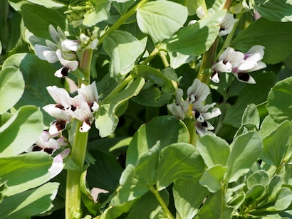 ソラマメ 基本の育て方と本格的な栽培のコツ 農業 ガーデニング 園芸 家庭菜園マガジン Agri Pick