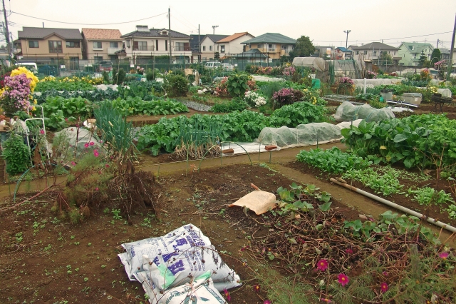 市民農園