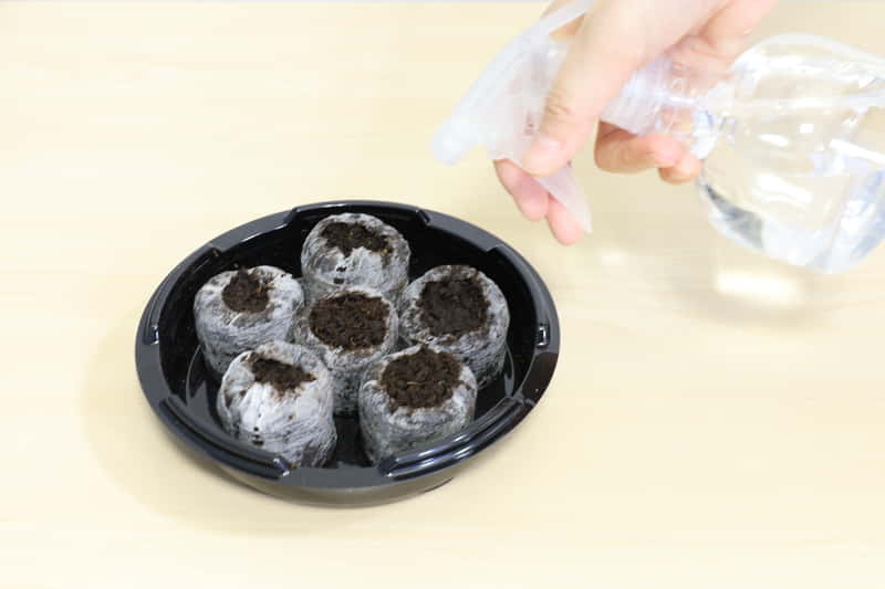 霧吹きで水を与えている様子